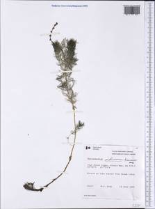Myriophyllum sibiricum Komarov, America (AMER) (Canada)