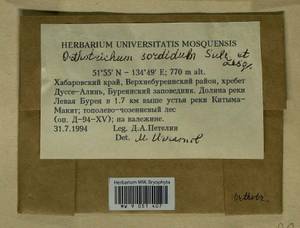 Lewinskya sordida (Sull. & Lesq.) F. Lara, Garilleti & Goffinet, Bryophytes, Bryophytes - Russian Far East (excl. Chukotka & Kamchatka) (B20) (Russia)