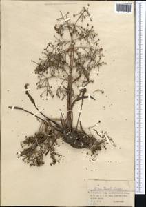 Alisma gramineum Lej., Middle Asia, Northern & Central Kazakhstan (M10) (Kazakhstan)