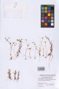 Ranunculus lingua L., Eastern Europe, Lower Volga region (E9) (Russia)