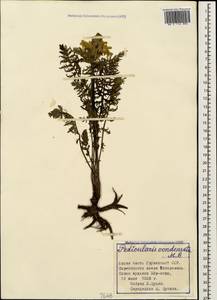 Pedicularis condensata M. Bieb., Caucasus, Georgia (K4) (Georgia)