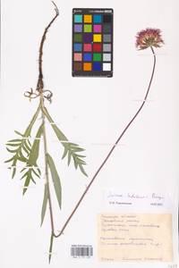 Jurinea ledebourii Bunge, Eastern Europe, Central forest-and-steppe region (E6) (Russia)