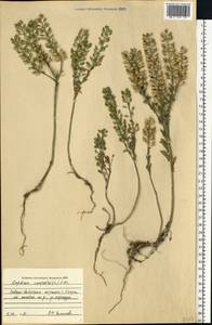 Lepidium campestre (L.) W.T. Aiton, Eastern Europe, Central region (E4) (Russia)