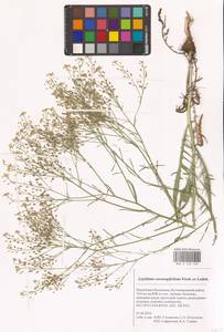 Lepidium coronopifolium Fisch., Eastern Europe, Lower Volga region (E9) (Russia)
