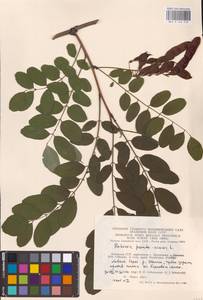 Robinia pseudoacacia L., Eastern Europe, Lithuania (E2a) (Lithuania)