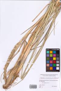 Leymus arenarius (L.) Hochst., Eastern Europe, North-Western region (E2) (Russia)