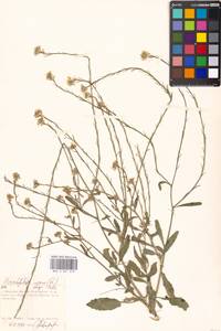 Hirschfeldia incana (L.) Lagr.-Foss., Eastern Europe, Moscow region (E4a) (Russia)