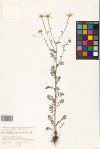 Anthemis arvensis L., Eastern Europe, Moscow region (E4a) (Russia)