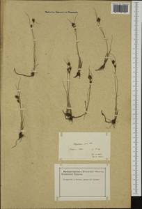 Rhynchospora fusca (L.) W.T.Aiton, Western Europe (EUR) (France)