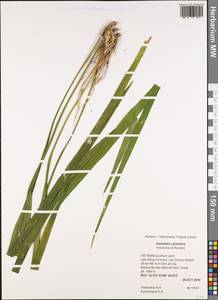 Aspidistra cylindrica Vislobokov & Nuraliev, South Asia, South Asia (Asia outside ex-Soviet states and Mongolia) (ASIA) (Vietnam)