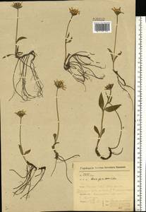 Arnica angustifolia subsp. alpina (L.) I. K. Ferguson, Eastern Europe, Northern region (E1) (Russia)