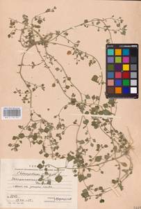 Chenopodium vulvaria L., Eastern Europe, West Ukrainian region (E13) (Ukraine)