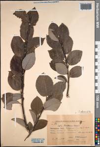 Salix abscondita Laksch., Siberia, Russian Far East (S6) (Russia)