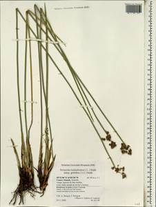 Scirpoides holoschoenus (L.) Soják, Africa (AFR) (Spain)