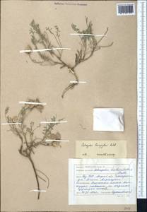 Astragalus pallasii Sprengel, Middle Asia, Syr-Darian deserts & Kyzylkum (M7) (Kazakhstan)