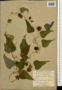 Dioscorea caucasica Lipsky, Caucasus, Krasnodar Krai & Adygea (K1a) (Russia)