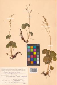 Oxyria digyna (L.) Hill, Siberia, Chukotka & Kamchatka (S7) (Russia)