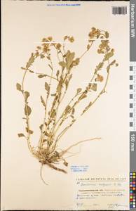 Barbarea vulgaris W. T. Aiton, Eastern Europe, North Ukrainian region (E11) (Ukraine)