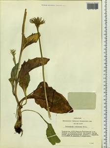 Doronicum altaicum Pall., Siberia, Altai & Sayany Mountains (S2) (Russia)