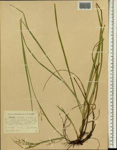 Carex chlorosaccus C.B.Clarke, Africa (AFR) (Ethiopia)