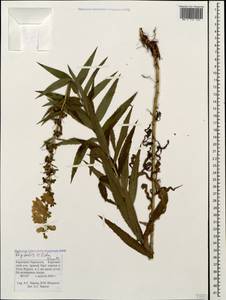 Digitalis ciliata Trautv., Caucasus, Stavropol Krai, Karachay-Cherkessia & Kabardino-Balkaria (K1b) (Russia)