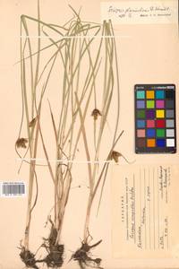 Bolboschoenus planiculmis (F.Schmidt) T.V.Egorova, Siberia, Chukotka & Kamchatka (S7) (Russia)