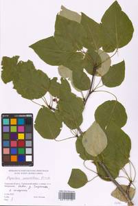 Populus suaveolens Fisch., Eastern Europe, North-Western region (E2) (Russia)