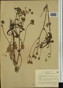 Crepis vesicaria L., Western Europe (EUR) (Italy)
