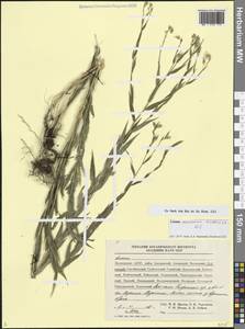 Linum nervosum Waldst. & Kit., Caucasus, Dagestan (K2) (Russia)