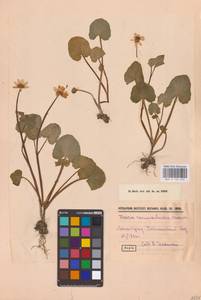 Ficaria verna Huds., Eastern Europe, North-Western region (E2) (Russia)