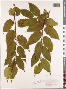 Ostrya carpinifolia Scop., Caucasus, Black Sea Shore (from Novorossiysk to Adler) (K3) (Russia)