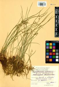 Juncus filiformis L., Siberia, Baikal & Transbaikal region (S4) (Russia)