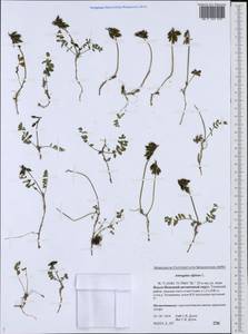Astragalus alpinus, Siberia, Western Siberia (S1) (Russia)