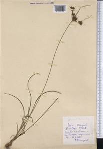 Cyperus rotundus L., America (AMER) (Peru)