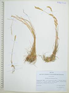 Koeleria spicata subsp. spicata, Siberia, Russian Far East (S6) (Russia)