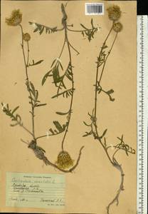 Centaurea orientalis L., Eastern Europe, North Ukrainian region (E11) (Ukraine)