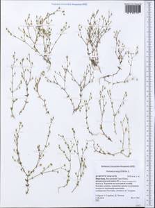 Arenaria serpyllifolia, Middle Asia, Northern & Central Tian Shan (M4) (Kyrgyzstan)