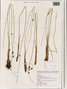 Scirpoides holoschoenus (L.) Soják, South Asia, South Asia (Asia outside ex-Soviet states and Mongolia) (ASIA) (Iran)