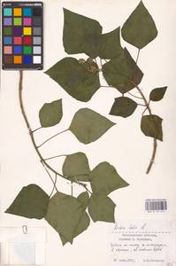 Hedera helix L., Eastern Europe, West Ukrainian region (E13) (Ukraine)