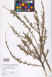 Tamarix gracilis Willd., Eastern Europe, Lower Volga region (E9) (Russia)