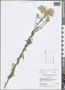 Erigeron acris L., Eastern Europe, Lower Volga region (E9) (Russia)