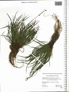 Carex augustinowiczii Meinsh., Siberia, Russian Far East (S6) (Russia)