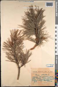 Pinus sylvestris L., Siberia, Baikal & Transbaikal region (S4) (Russia)