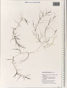 Zannichellia palustris L., South Asia, South Asia (Asia outside ex-Soviet states and Mongolia) (ASIA) (Israel)