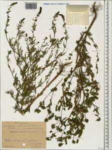 Ambrosia artemisiifolia L., Caucasus, Stavropol Krai, Karachay-Cherkessia & Kabardino-Balkaria (K1b) (Russia)