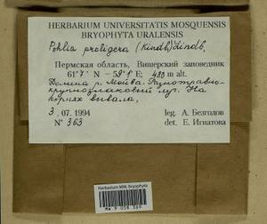 Pohlia proligera (Kindb. ex Breidl.) Lindb. ex Arnell, Bryophytes, Bryophytes - Permsky Krai, Udmurt Republic, Sverdlovsk & Kirov Oblasts (B8) (Russia)