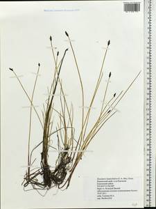 Eleocharis kamtschatica (C.A.Mey.) Kom., Siberia, Chukotka & Kamchatka (S7) (Russia)