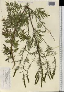 Ambrosia artemisiifolia L., Eastern Europe, Moscow region (E4a) (Russia)