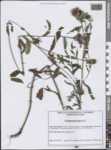 Centaurea jacea L., Siberia, Western Siberia (S1) (Russia)