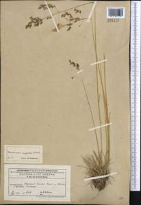 Deschampsia cespitosa (L.) P.Beauv., Middle Asia, Western Tian Shan & Karatau (M3) (Kyrgyzstan)
